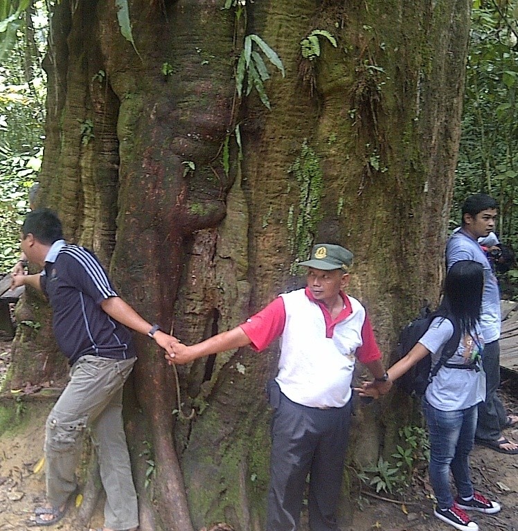 Salah Satu Pohon Terbesar di Dunia Ada di Kalimantan Timur