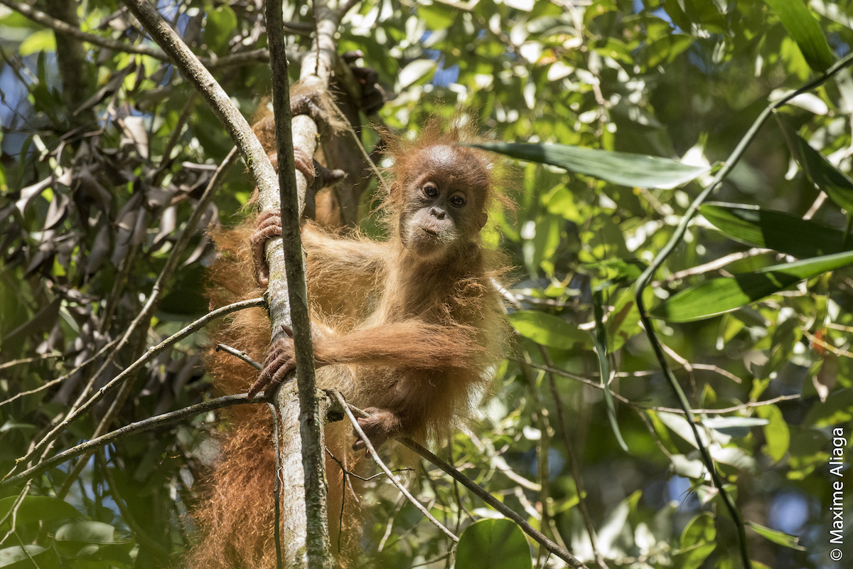 Spesies Orangutan Baru Ditemukan di Indonesia, Primata Terlangka di Dunia