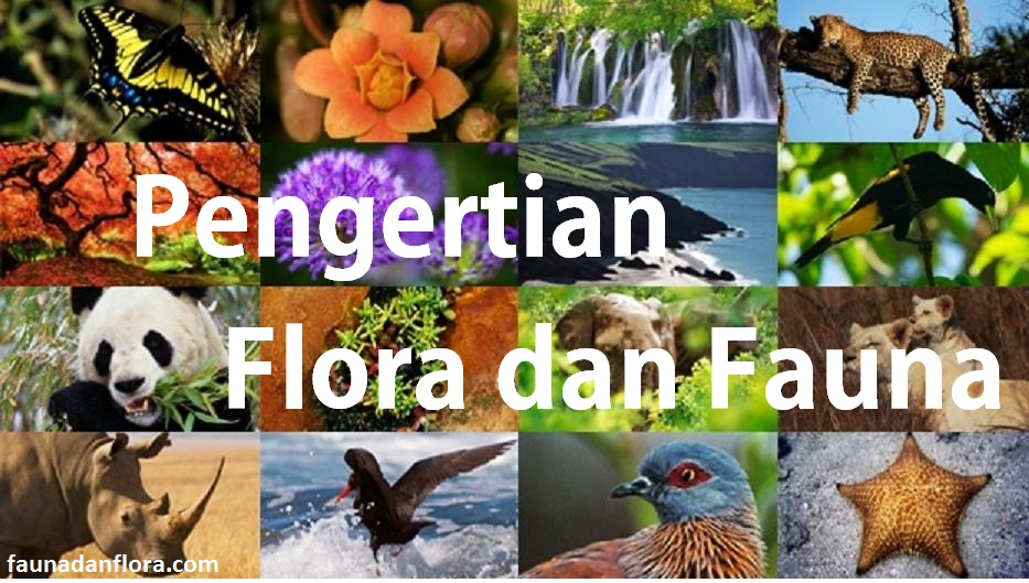 Apa Sih Pengertian Dari Flora Dan Fauna?