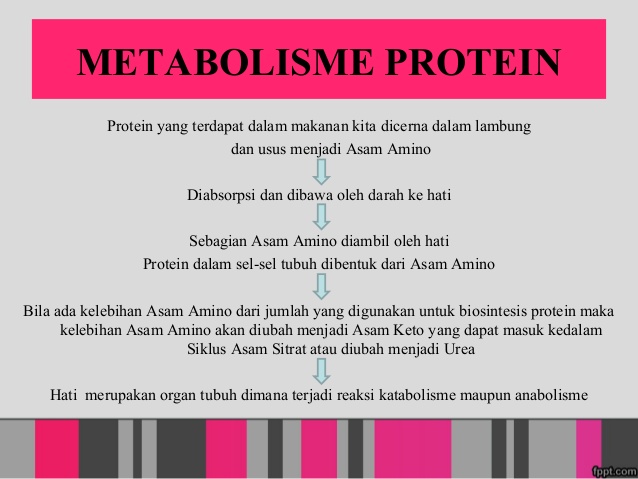 Berikut Proses Metabolisme Protein dalam tubuh manusia