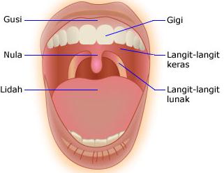 Fungsi Mulut dan rongga mulut Manusia