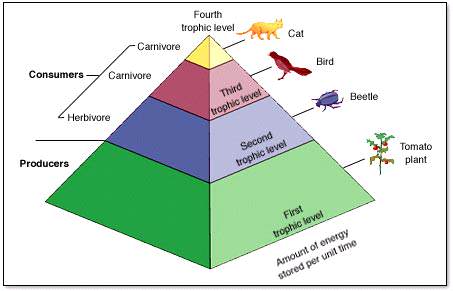 Pengertian Piramida ekologi dan Macam Piramida ekologi?