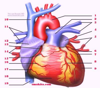 Bagian-bagian Jantung Manusia dan fungsinya