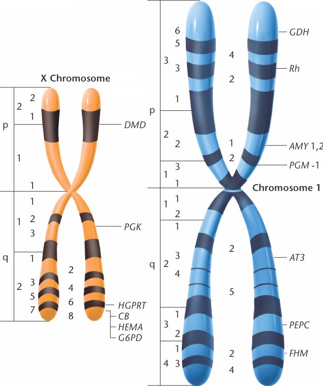 Apa itu Kromosom XXY?