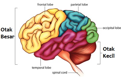 Perbedaan Otak Manusia dan Otak Hewan