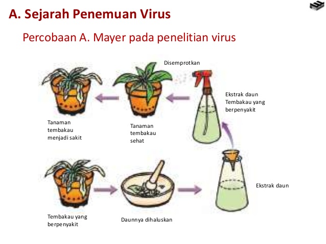 Sejarah Penemuan Virus