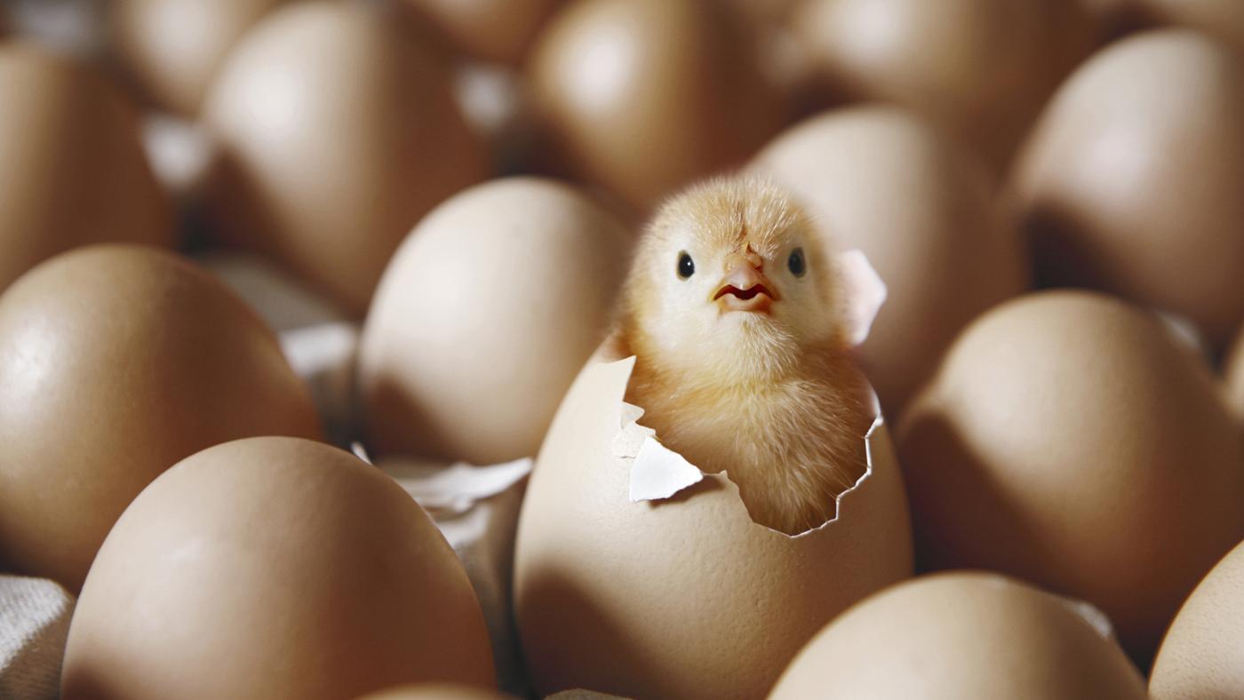 Debat Telur atau Ayam Duluan Akhirnya Selesai: Ini Jawaban Ilmiahnya!