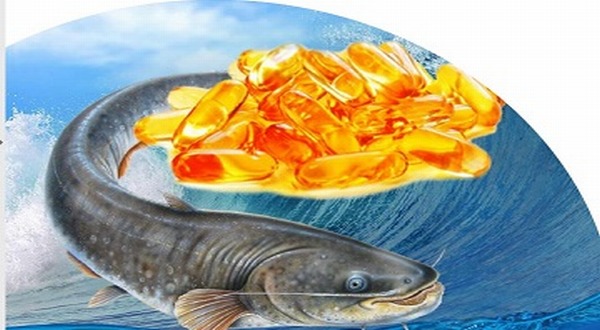 Peneliti IPB Ciptakan Suplemen Minyak Ikan Patin untuk Lansia