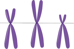 Gen dan Kromosom dalam Pewarisan Sifat Organisme