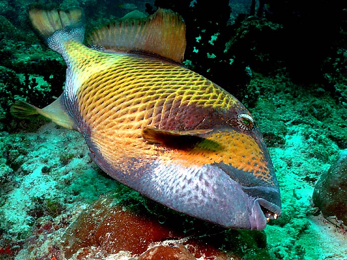 Apakah ikan pernah tidur?