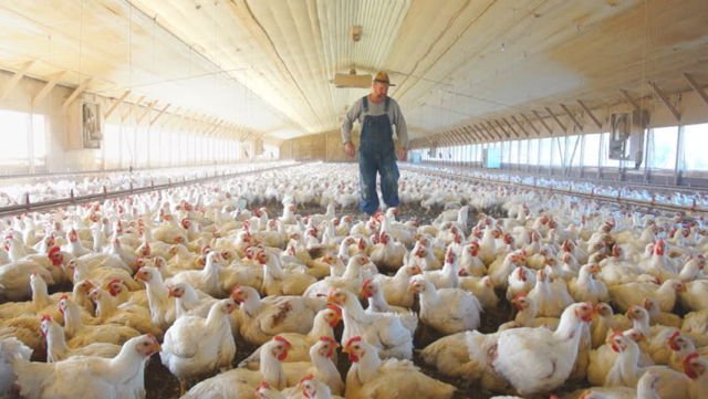 Ini 9 Bahaya yang Harus Kamu Pahami Tentang Daging Ayam Broiler