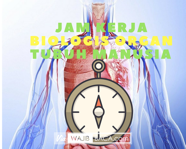 Jarang Yang Tahu Padahal Penting Bagi Kesehatan, Jam Kerja Biologis Organ Tubuh Manusia