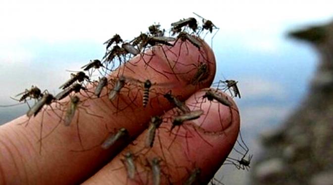 Ternyata 5 Faktor Inilah Nyamuk Suka Menggigit Anda