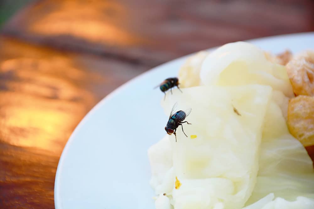 Makanan yang Sudah Dihinggapi Lalat, Apakah Masih Boleh Dimakan?