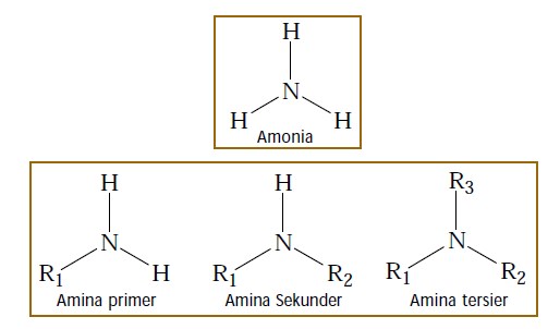 Pengertian, Rumus Umum dan Jenis-jenis Senyawa Amina