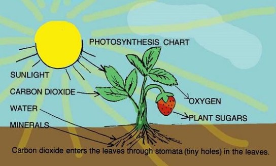 Fotosintesis | Pengertian dan Definisi