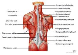 Pengertian dan Fungsi Otot Pada Tubuh Manusia