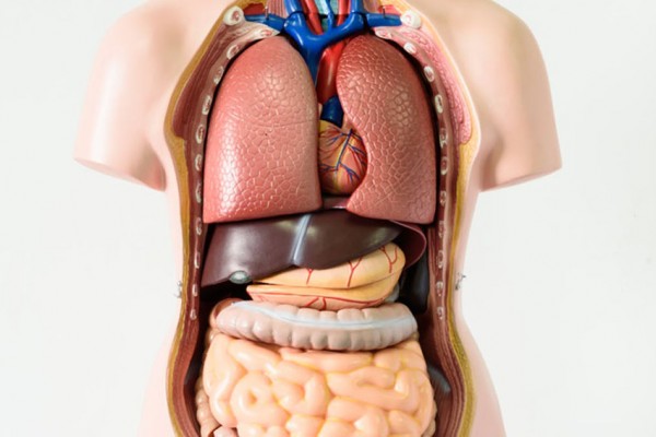Ajaibnya Ternyata Manusia Tetap Bisa Hidup Tanpa 7 Organ Tubuh Ini Lho