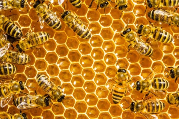 5 Fakta Kehidupan yang Buktikan Lebah Bukan Hewan Sembarangan