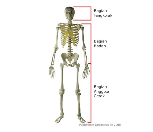  Sistem  Gerak Manusia Rangka  Tulang Jenis dan Fungsi  