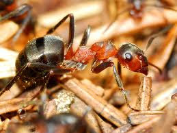 Ternyata semut bisa mendeteksi gempa