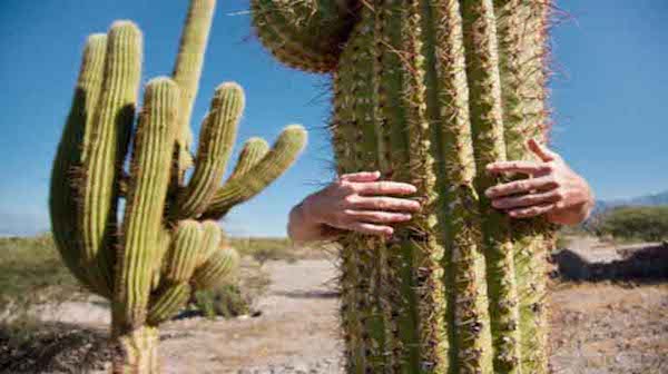 8 Fakta Menarik tentang Kaktus yang Perlu Anda Ketahui