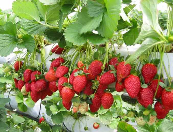 Cara Menanam Strawberry Hidroponik