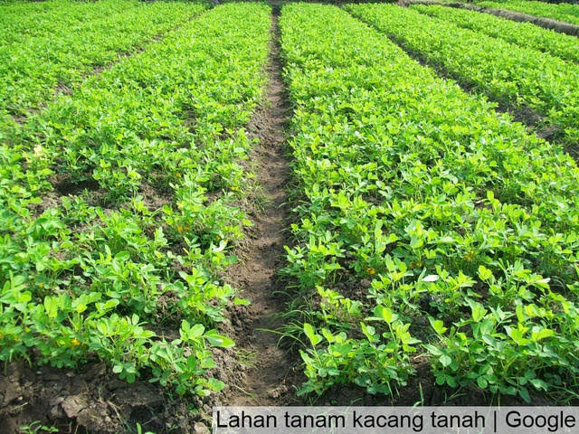 5 Peluang Usaha Agribisnis Pertanian Menjanjikan Dengan Modal Kecil