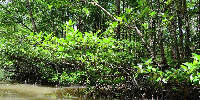 5 Manfaat Hutan Mangrove