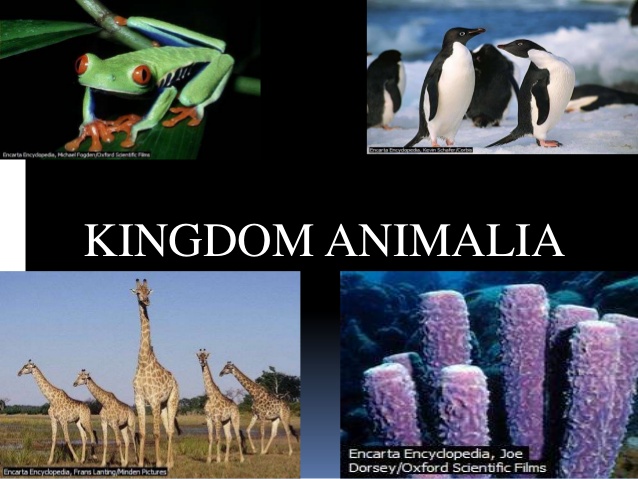 Materi Kingdom Animalia