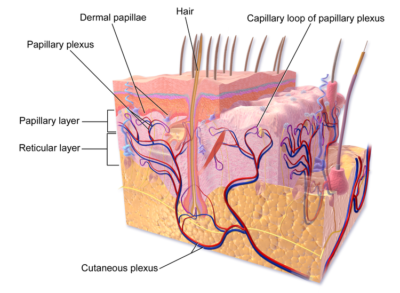 Anatomi Struktur Kulit