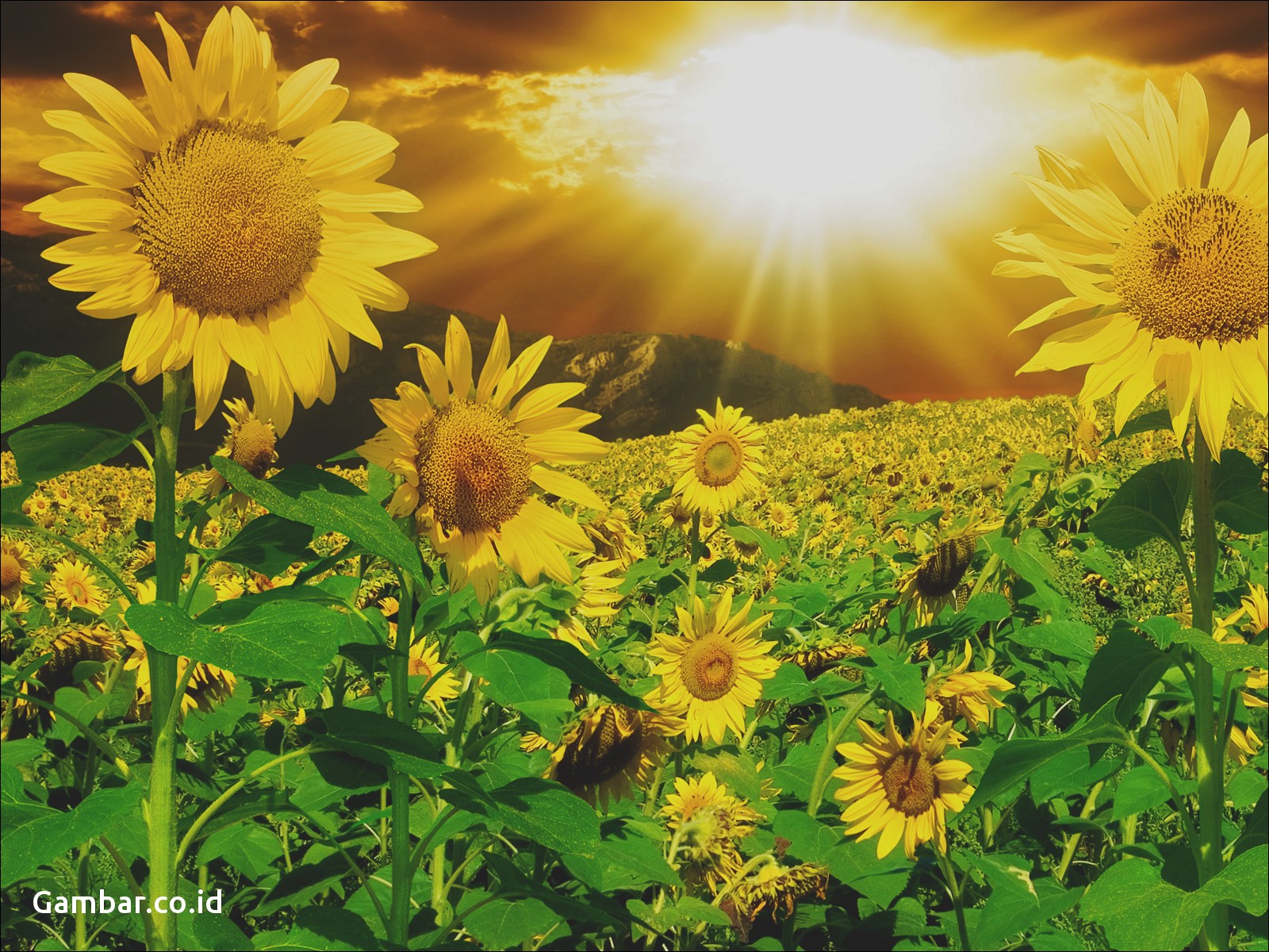 Inovasi Bunga Matahari Penghasil Listrik Dan Panas
