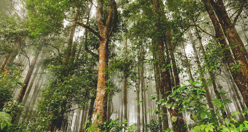 Jenis-jenis Hutan di Indonesia Beserta Penjelasannya