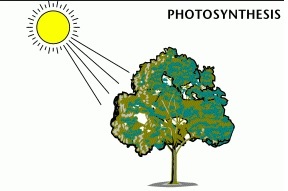 Proses Fotosintesis: Penjelasan dan Faktor-faktor yang Mempengaruhinya