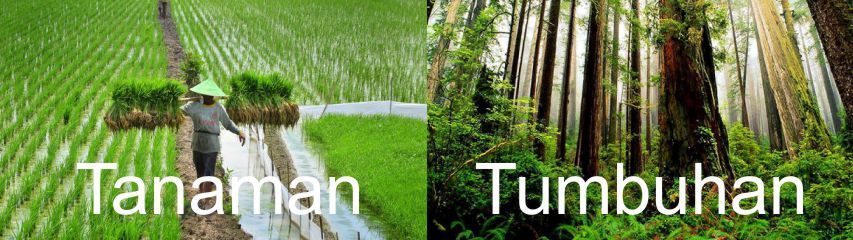 Mengenal Perbedaan Tumbuhan dan Tanaman
