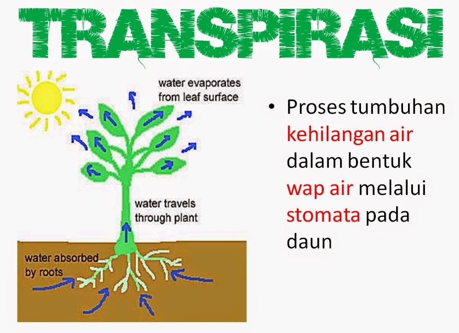 Apa yang dimaksud dengan Transpirasi pada tanaman?