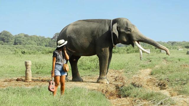 Panduan Liburan Bersama Gajah di TN Way Kambas, Lampung. Petualangan yang Harus Kamu Coba!