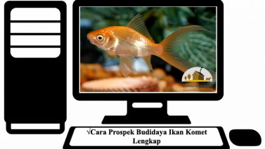 √Cara Prospek Budidaya Ikan Komet Di Aquarium