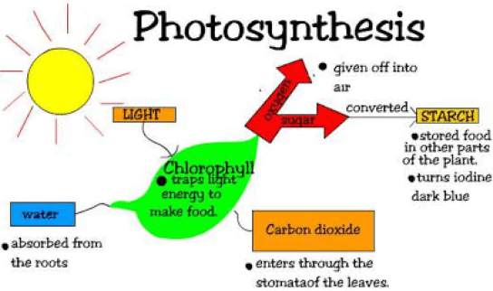 Reaksi Fotosintesis Gelap dan Terang