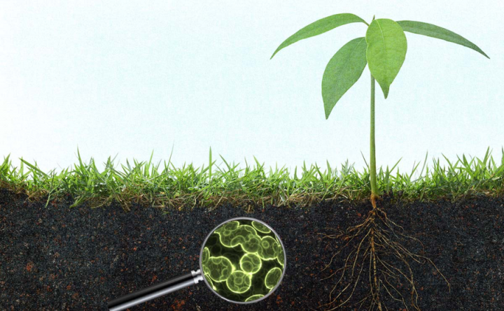 Pentingnya Bahan Organik bagi Kesuburan Tanah