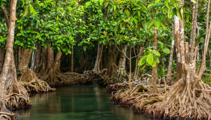 15 Fungsi Hutan Mangrove Beserta Pengertian dan Gambarnya
