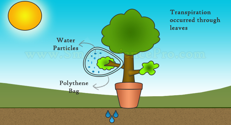 Bagaimana kaitan transpirasi terhadap pertumbuhan tanaman