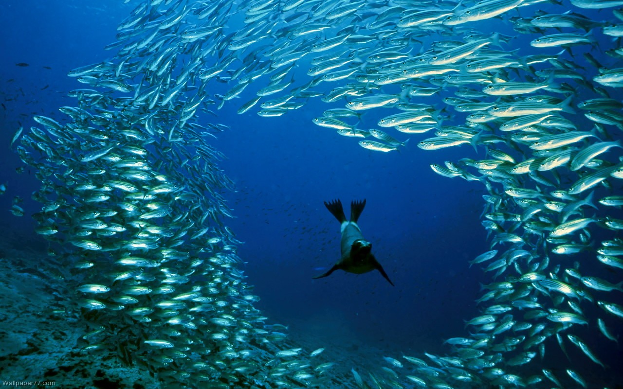 Stok Ikan Dunia Semakin Menipis Karena Pemanasan Global