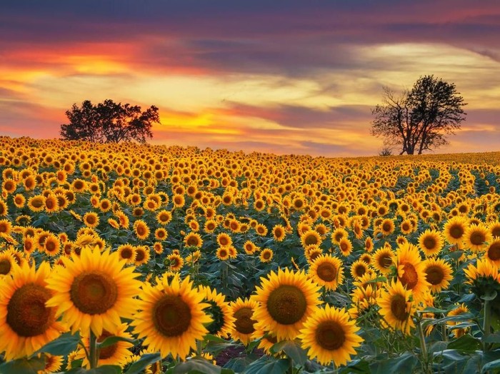 Bunga Matahari, Ragam Manfaat Sang Penyerap Energi Surya