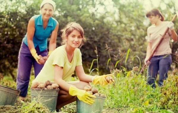 5 Prinsip Sukses Petani Muda yang Wajib Kamu Ketahui