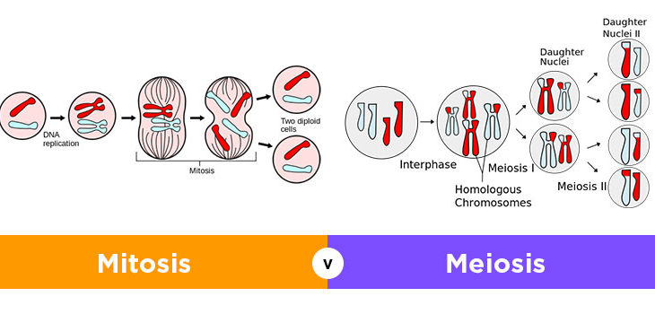 Fase - Fase Pembelahan Sel Secara Mitosis dan Meiosis Lengkap