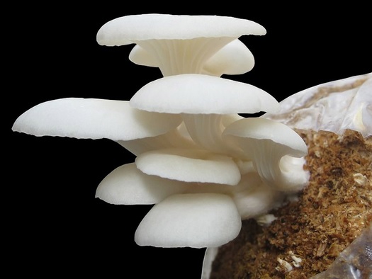 Cara budidaya jamur tiram putih