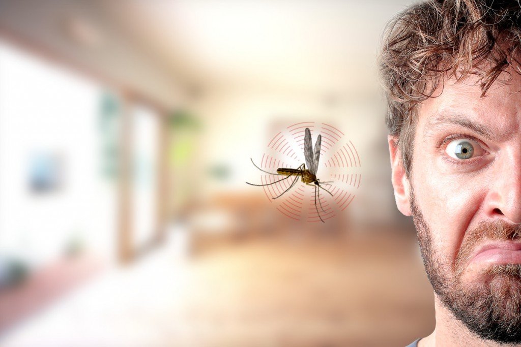 Cara Alami Basmi Serangga di Rumah