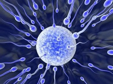 Spermatogenesis dan Oogenesis