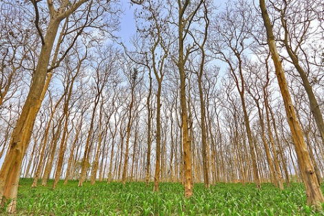 Kenapa Pohon Jati Menggugurkan Daunnya Pada Musim Kemarau 